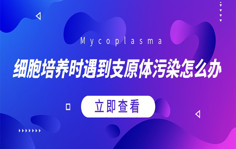 細(xì)胞培養(yǎng)時(shí)遇到支原體污染怎么辦